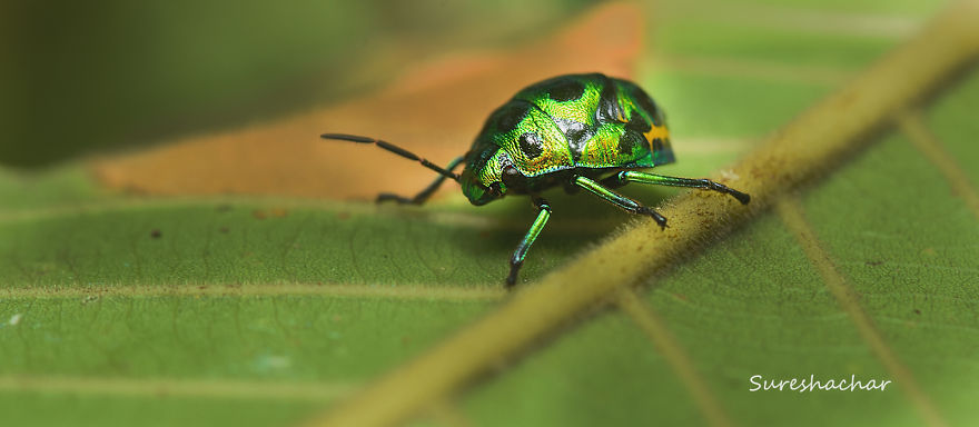 Fotografi Makro : Koleksi Gambar Serangga